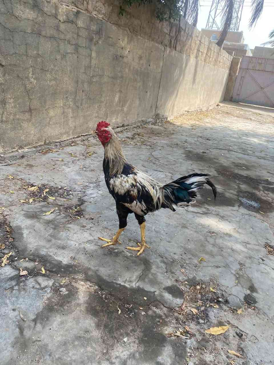 ديج عرب • كفاله عامه • تقاطع نهروان