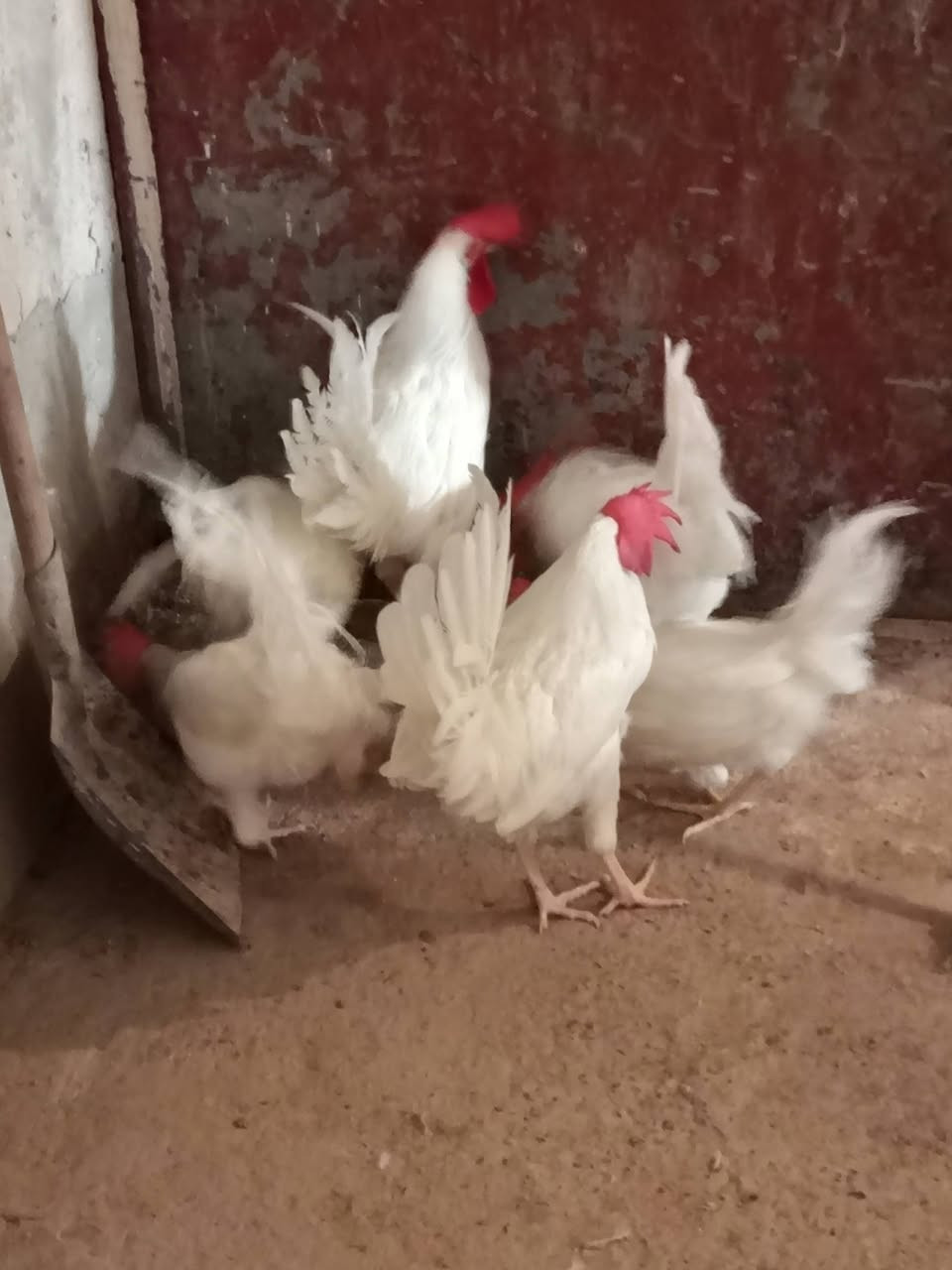 سلام عليكم ديوكه للبيع عدد ٤٠ سعر الزوج 12 وبيهن مجال مكاني بل مشاهدة ***********
