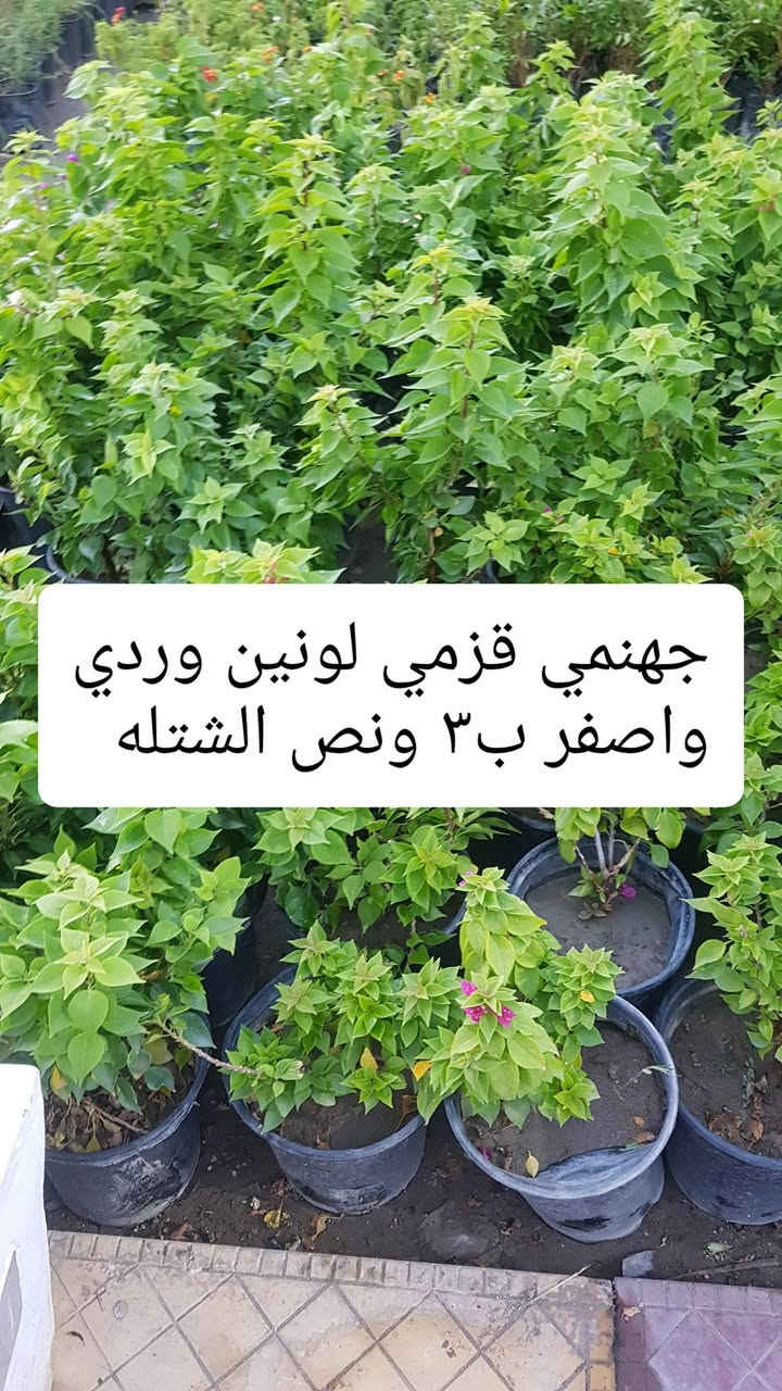 بعض النباتات الخارجيه المتوفره بالمشتل 
متوفر توصيل بغداد والمحافظات 
رقم الحجز وتس اب ***********

