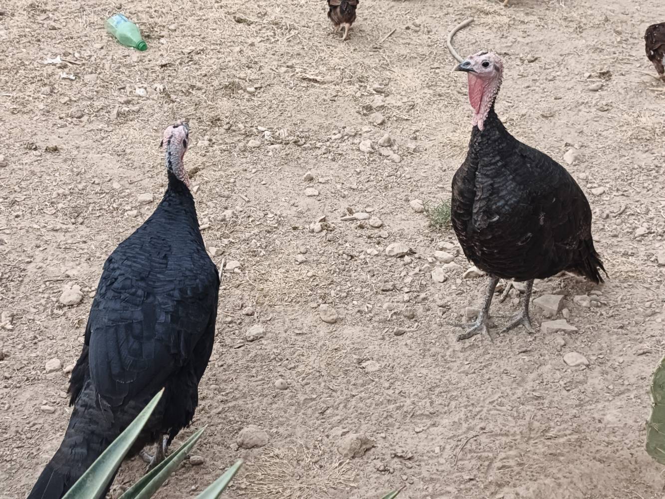 العوان • بابل • النيل