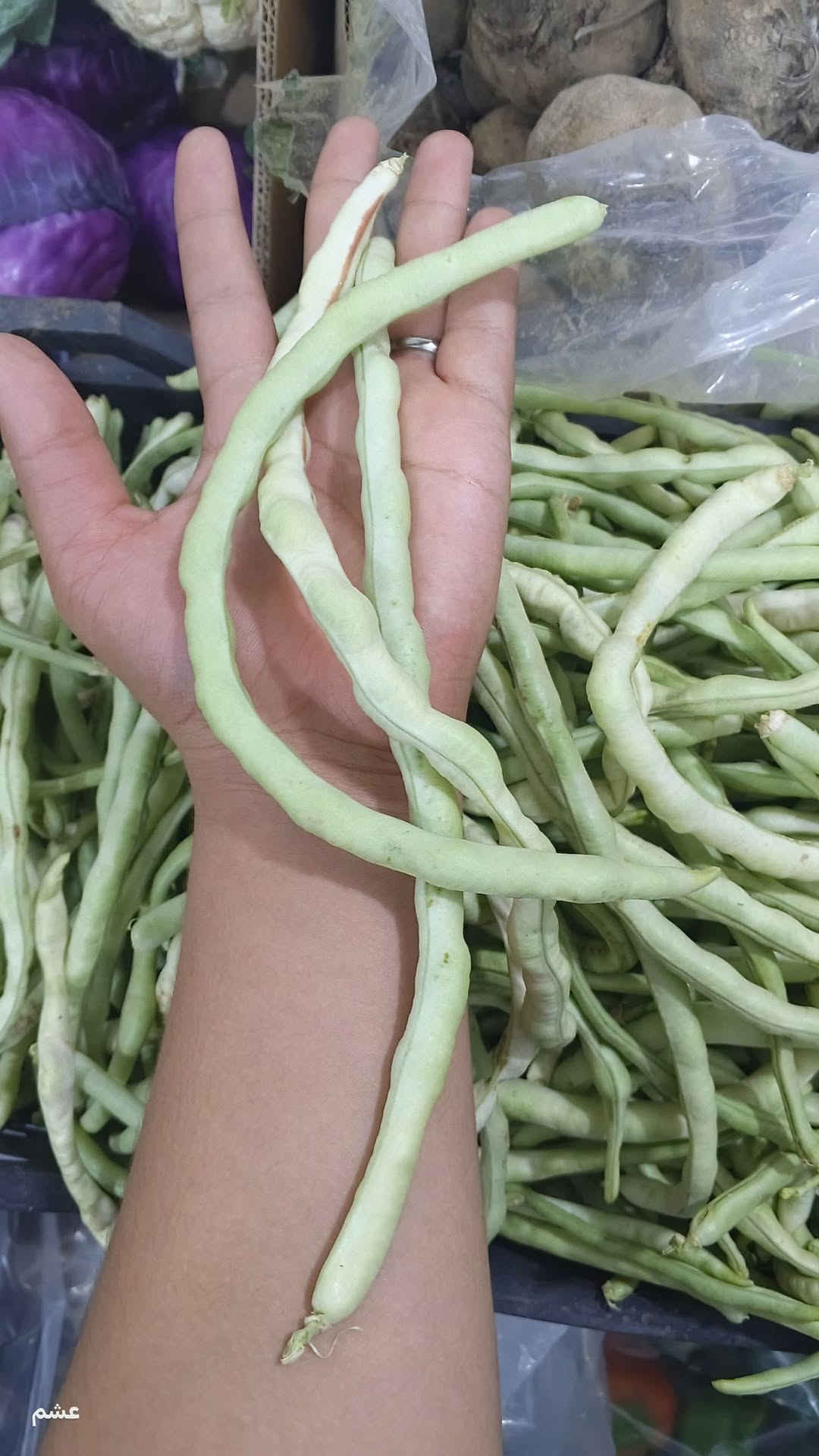 لوبيا شرط • فرنسيه • توصيل