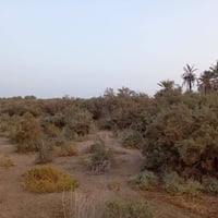 أرض زراعية • ٦٠ دونم • سند ١١٧
