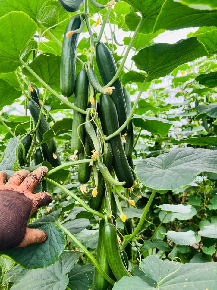 ..صنف (#الادهم) 🥒🥒
..المتفوق دائماً
…مقاوم للفيروسات التي تصيب نبات بعمر مبكر وتسباب صفرار في نبات 🌿🌿
الحل الأمثل لتخلص من هذه الأعراض يجب ان يكون ختيارك (#الادهم)…🥒

✅يمتاز بمقاومة عاليه جداً 
✅يمتاز بثماره مرغوبة تسوقين 🛒
✅ يمتاز بقاومه الأمراض الفطرية و الحشرية 🕷️

.. غايتنا نجاح زراعه لمزارعين 🧑‍🌾
.. شركة مواسم البلاد 
الاستفسار ***********
***********.
