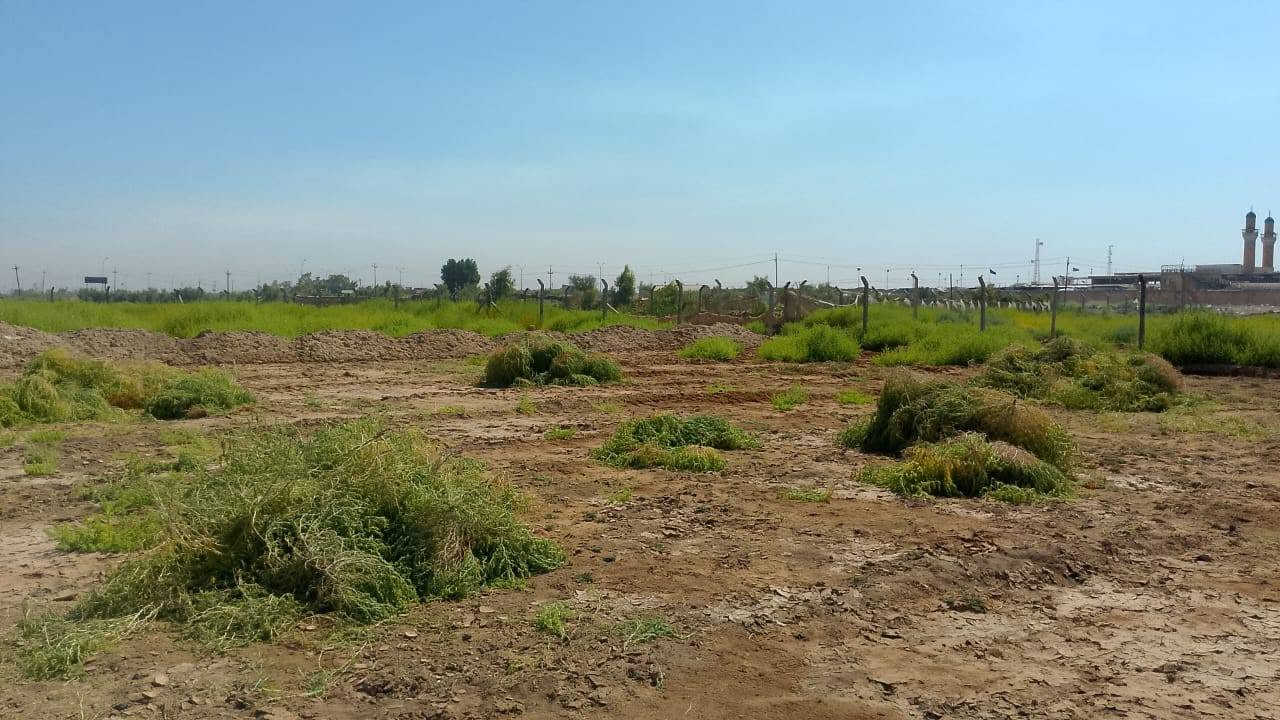 طابو زراعي • سند 25 • ٢١٠٠م