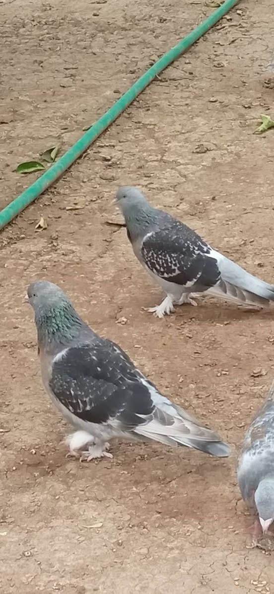 حمامات • للبيع
