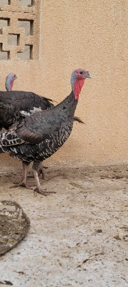 سيت • فسيفس • ٣قطع