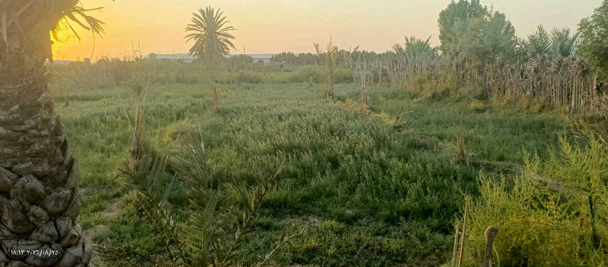 نص دونم • عقد زراعي • بيت حلال