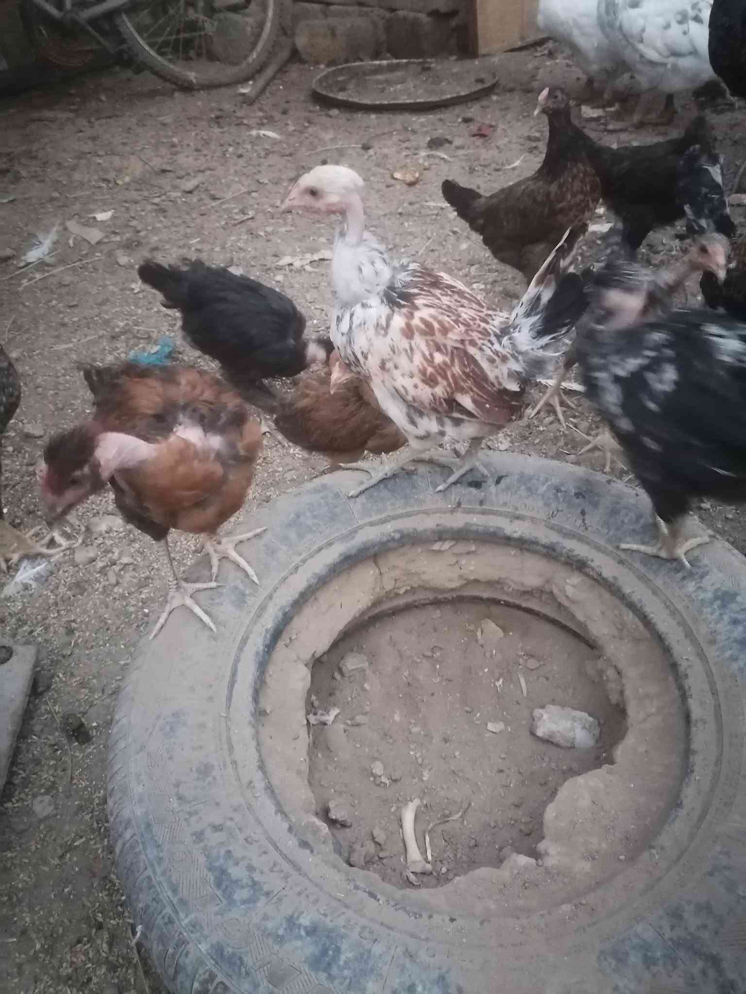 متاح فراريج عرب ابو ركيبه عدد ١٢ مكان برطله سعر زوج ١٦ عمر ٤تشهر
