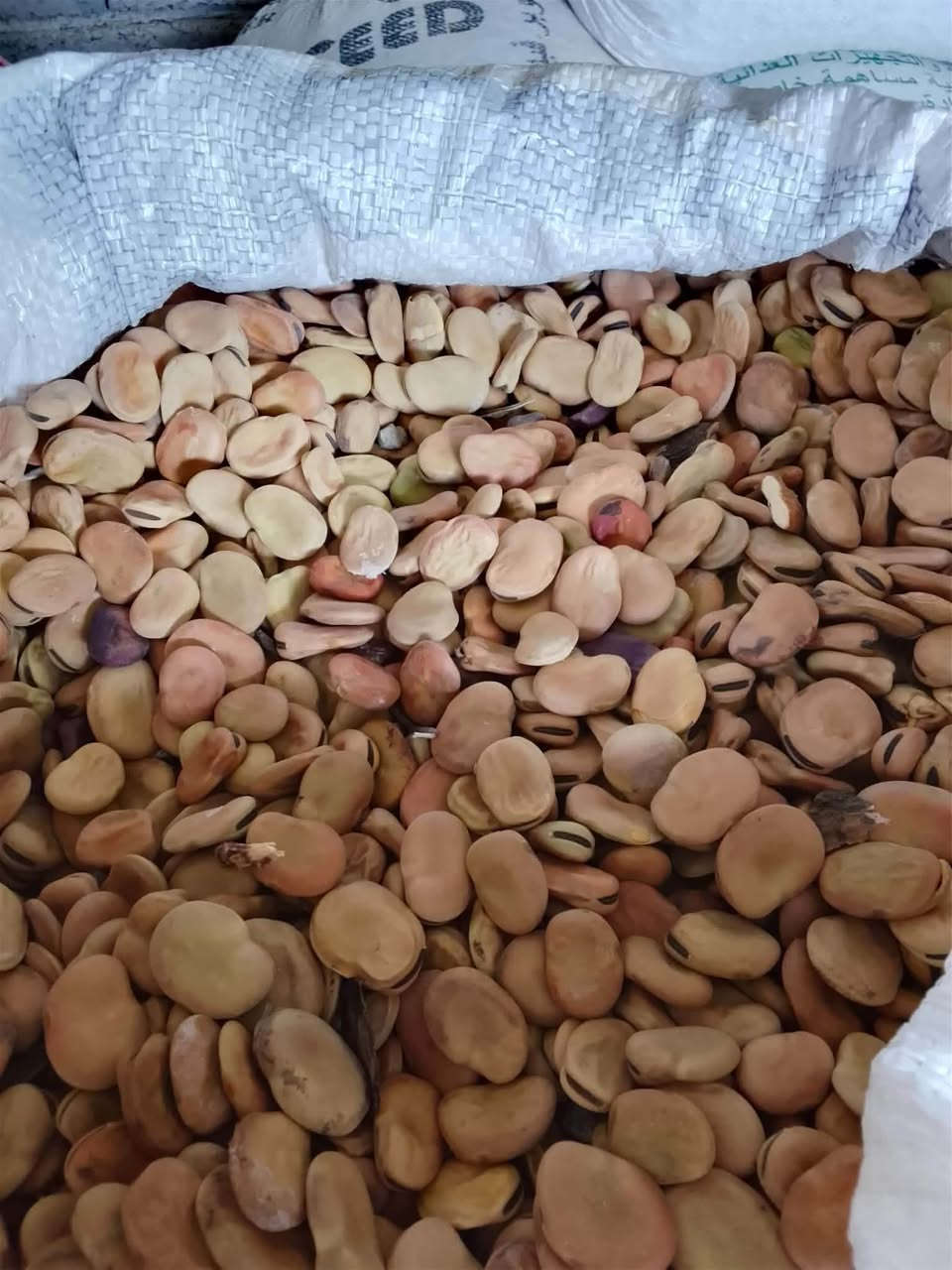 بآجله • هولندية • للبيع