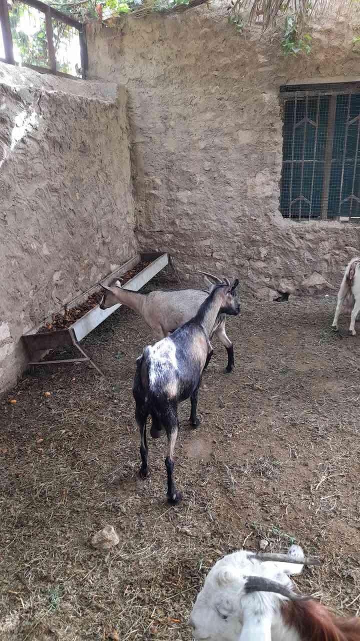عنوز قبرصي • ١٠شهور • البغدادي