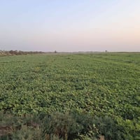 طابو زراعي • ٢٨ دونم • ماء طوال الموسم