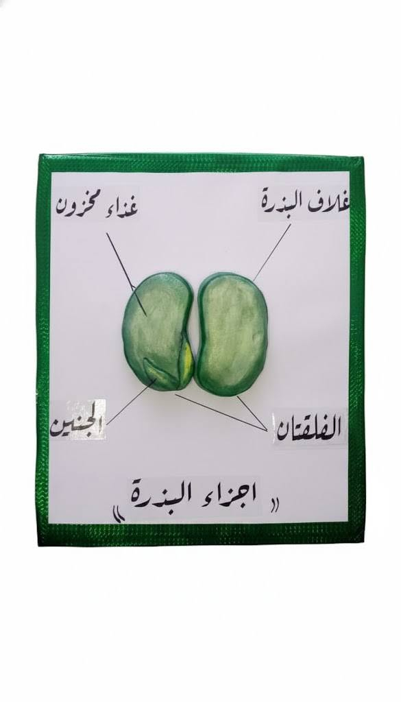 وسائل تعليمية • اعمال يدوية • حسب الطلب