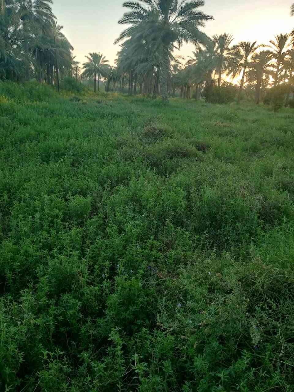 💥يعلن مكتب فرحان المعموري للعقار..
         ⚡ 4 دونم للبيع ⚡
📌4 دونم طابو زراعي 
📌وبامكان بيع كل دونم على حده 
📌مزروع جت ونخيل 
📌مع توفر كافه الخدمات 
📌السده طريق الامام سهل(ع) او طريق المحطه او طريق النفط من جهه العلكايه
💥للاستفسار اكثر مراجعه المكتب حي المعلمين الثانيه داخل الفرع خلف اسواق المسيباوي او الاتصال
***********
