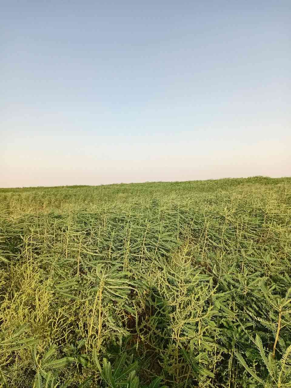 اسلام عليكم سيسبان للبيع 70دونم قضاء الرفاعي اسعيدان منطقة ال رويحان ***********
