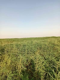 سيسبان • ٧٠دونم • قضاء الرفاعي