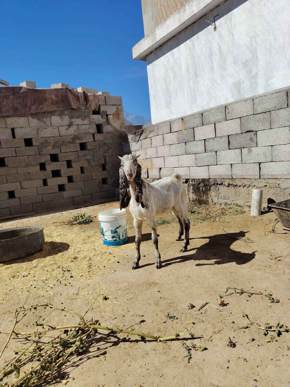 صخل حمداني • مقابل جامعة تكريت • حي الفرسان
