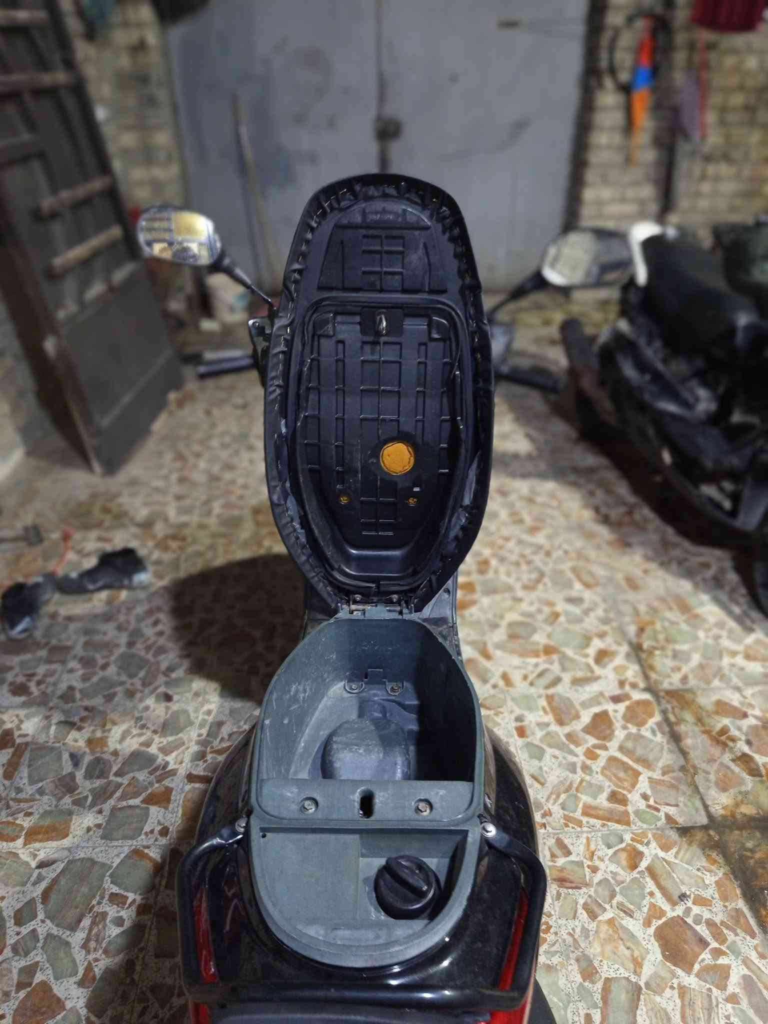 بريز ببغاء • فحل • مختم