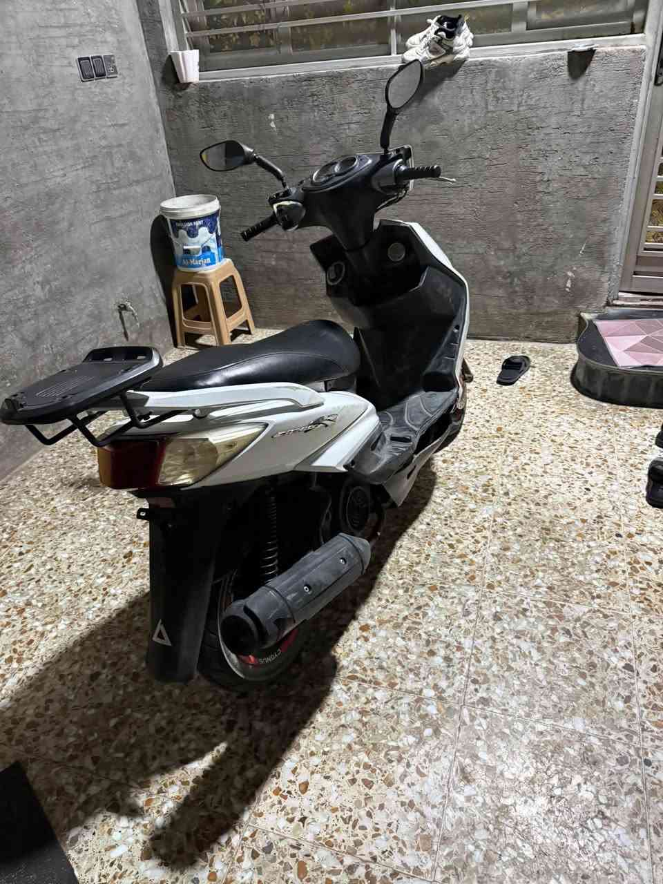 سكنس فحل • ياباني • مشيها