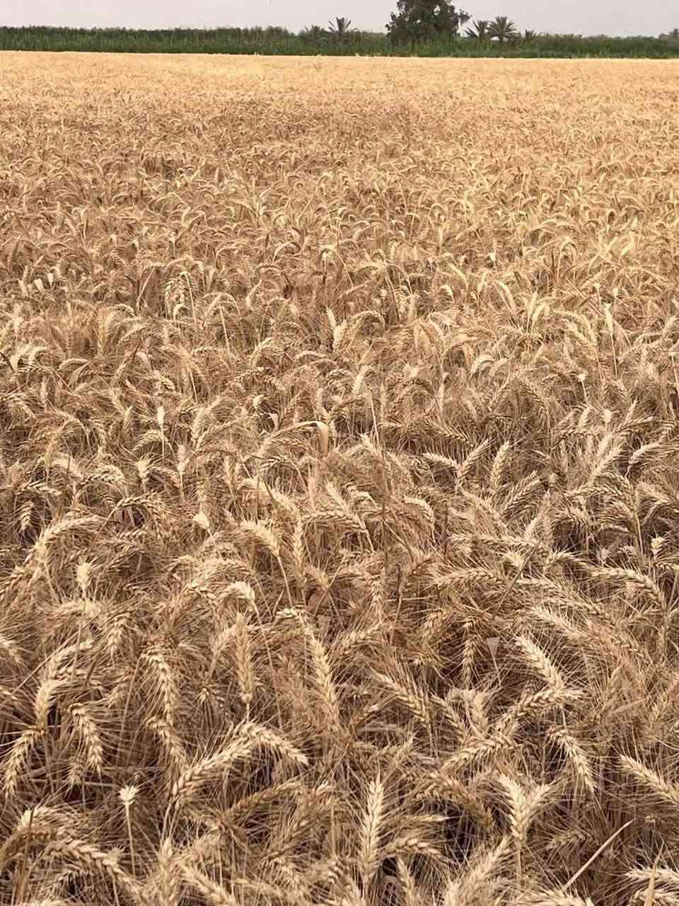 بذور حنطة • بنت المغلف • بيت المغلق