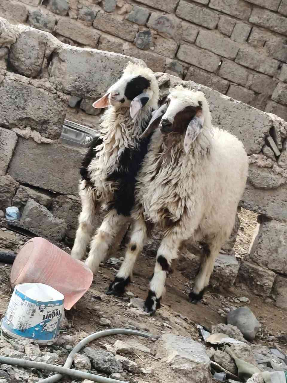 فطايم ٢ • سمان • خشنات