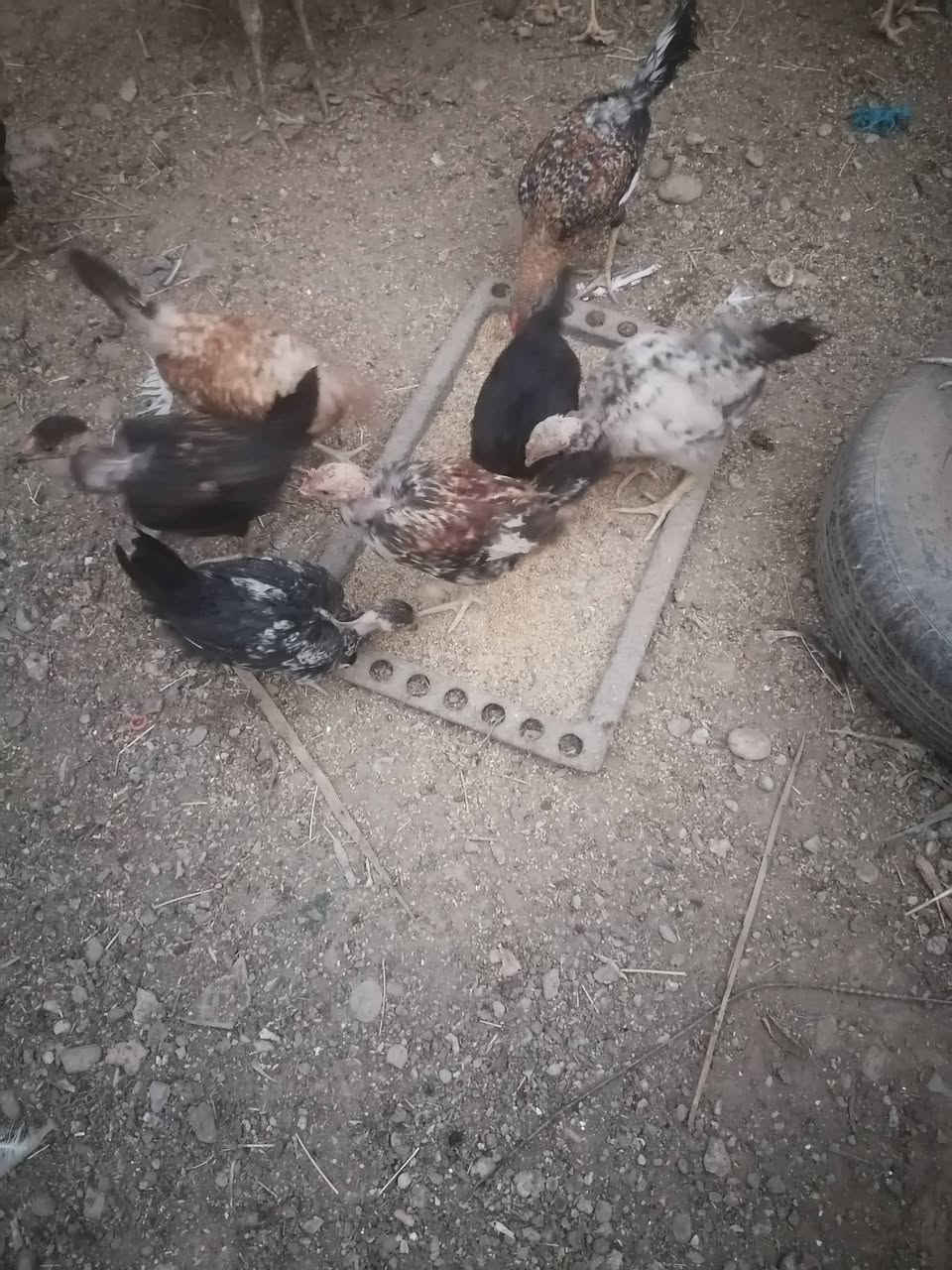 متاح فراريج عرب ابو ركيبه عدد ١٢ مكان برطله سعر زوج ١٦ عمر ٤تشهر

