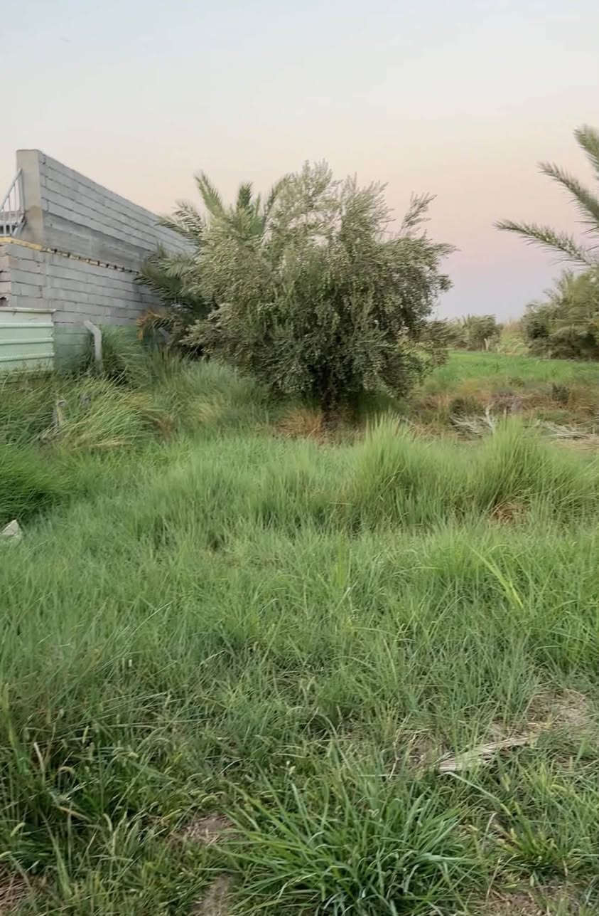 بستان مثمر • ٣٧٥٠م • حوض اسماك