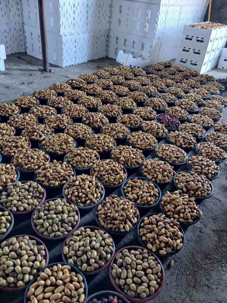 السلام عليكم ورحمة الله وبركاته. 
يتوفر تمر نوعية ممتازة من بساتين الطارمية جديد وتازة. 
وبأسعار جملة ومفرد 
١. عمراني 
٢. خضراوي مندلي 
٣. حلاوي 
٤. بربن.
وهناك توصيل للمحلات وحسب الطلب
***********
