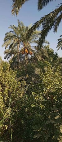 دونمين بستان طابو سند 25 المدائن منطقه الجعاره يبعد 100 متر عن سده الج...