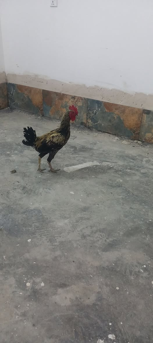 ديج عرب • للبيع • حي الحسن العسكري التاجي