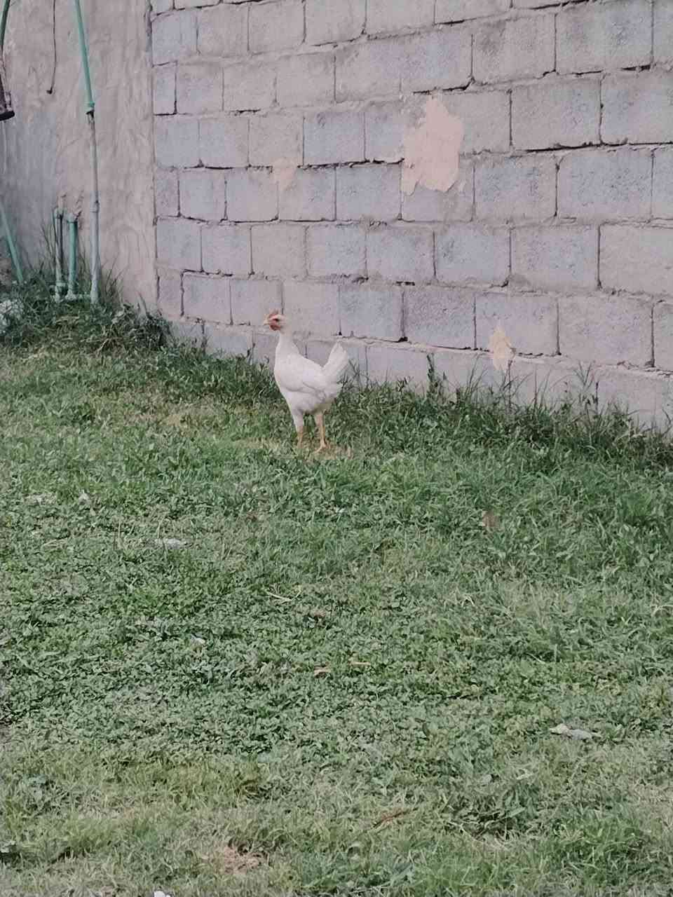 ٥ ديوجه • شباب • الطيفيه