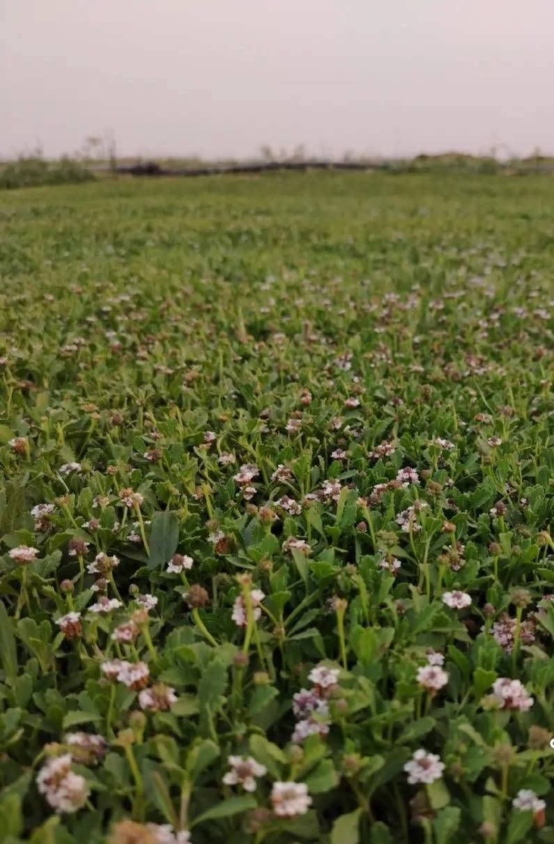 🌿✨ عرض مميز على الثيل الطبيعي – درجة أولى ✨🌿
هل تبحث عن لمسة جمال طبيعية لمساحتك؟
نوفر لكم ثيل طبيعي فاخر – درجة أولى بجودة ممتازة، لون أخضر غني، وكثافة عالية تضيف منظرًا أنيقًا ومريحًا للعين، مناسب للحدائق المنزلية، الفلل، المزارع، الاستراحات، والمشاريع المختلفة.
✅ ثيل طبيعي بكافة انواعة
✅ درجة أولى – جودة مضمونة
✅ لون أخضر طبيعي وثابت 🌱
✅ تحمل ممتاز للظروف الجوية ☀️💧
✅ مناسب لجميع المساحات 🏡🌳
✅ أسعار منافسة جدًا 💰🔥
🚚 توصيل مجاني لفترة محدودة
🛠️ متوفر بكميات مختلفة حسب الطلب
اجعل المكان أكثر جمالًا وحيوية مع أفضل أنواع الثيل الطبيعي 🌴💚
الجودة التي تستحقها… والسعر الذي يناسبك
📞 للطلب والاستفسار تواصل معنا الآن
#على_رقم_***********_واتساب
🌿💚🏡✨🚛🌱🔥
