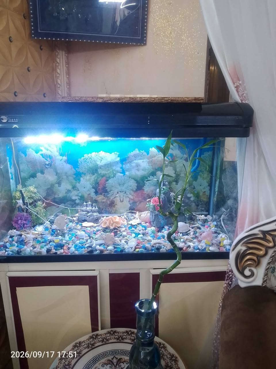 سلام عليكم قنفات ملكي نضيفات وحلوات معه حوض سمك سعرهه 400 وقنفات الملكية سعرهن 750وبيهن مجال رقم تلفون*********** رقم تلفون خابروني

نص مكتوب في الصور:
- 2026/09/17 17:51
- 2026/09/17 17:50