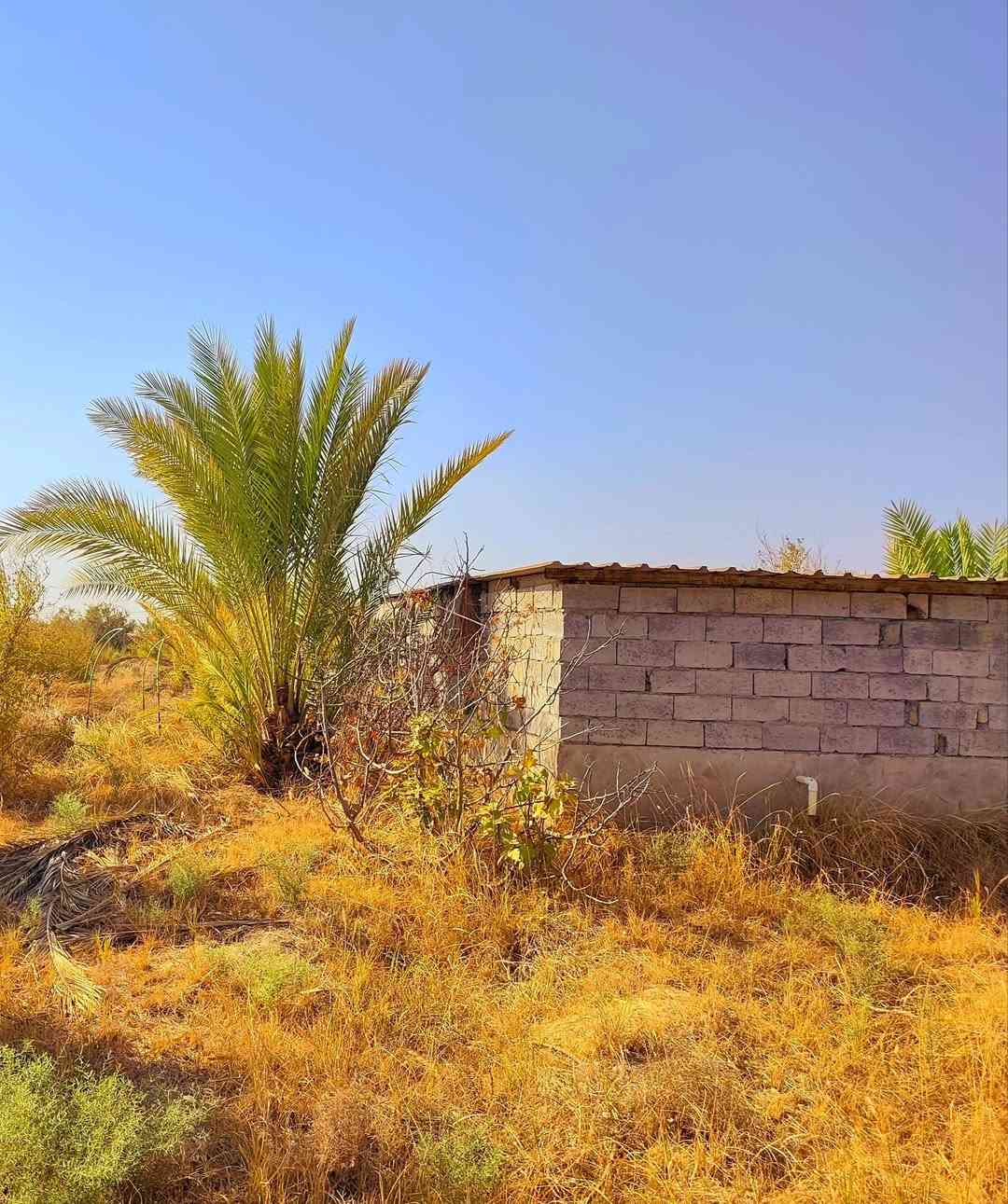 مزرعة على طريق الدغاره نزله سايدين حوالي كيلو مزرعة سند 25 المساحة ( دونم و315 متر  ) يعني ( 2,815 متر مساحتها الكلية ) مسيجه بي ار سي ومزروع بيها تقريبا 30 نخلة بعضها مثمر وتقريبا 50 شجرة فواكه معضمها مثمر  وبيها غرفه وحمام درجه ممتازه وغرفة دواجن ( على بابها يمر الاروائي ) و ( بيها بئرين ماء حلو ) ... قريب عليها مدرسة ومستوصف ودور سكنية   سبب البيع عدم التفرغ لرعايتها السعر 65 مليون دينار
للاستفسار خاص او المراسلة على الواتساب ***********
