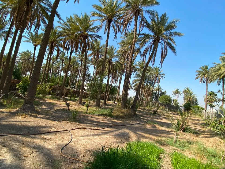 🌴 للبيع – دونم زراعي مميز جداً | سند 25 🌴
🔥 فرصة استثمارية وسكنية مميزة بموقع ممتاز!

📍 الموقع: بغداد - المحمودية - ناحية الرشيد منطقة صخريجة مساحة الأرض (1 دونم، الواجهة: 26م النزال: 92م)، أول قطعة على الشارع الرئيسي، وتبعد دقائق عن الخط السريع – دورة اليوسفية.

🏡 مميزات الأرض:
✅ تحتوي على دار بمساحة 250 م²
🌴 تحتوي على أشجار نخيل وحمضيات
🛣️ أول قطعة مواجهة للشارع الرئيسي المعبد.
💧 متوفر للأرض ماء إسالة
🌱 الارض تقع مباشرة على للأروائي المبطن المستخدم للسقي
⚡ متوفر للأرض خط مولدة سحب
🏫 وجودها في موقع ممتاز قريبة ومجاورة لـ مدارس ابتدائية وثانويات للبنين والبنات والأسواق والمحال التجارية 
⭐ مناسبة للسكن، الاستراحة أو الاستثمار.

مكلف بالنشر 
وللاستفسار عن  السعر  أو أي تفاصيل أخرى بالإمكان التواصل مباشرة مع صاحب الأرض:

***********

***********
