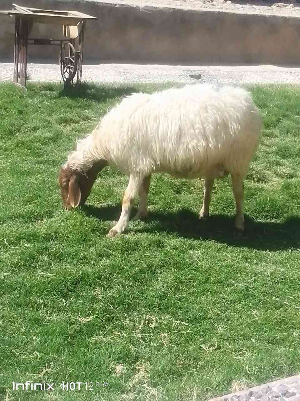 نعجه فتيه شرط النصاح السن مثل ماواضح بالصوره عشار فوك الشهر ع حض راعيه السعر 275 السكن القائم الكرابله لتواصل***********

نص مكتوب في الصور:
- Infinix HOT 12 PLAY