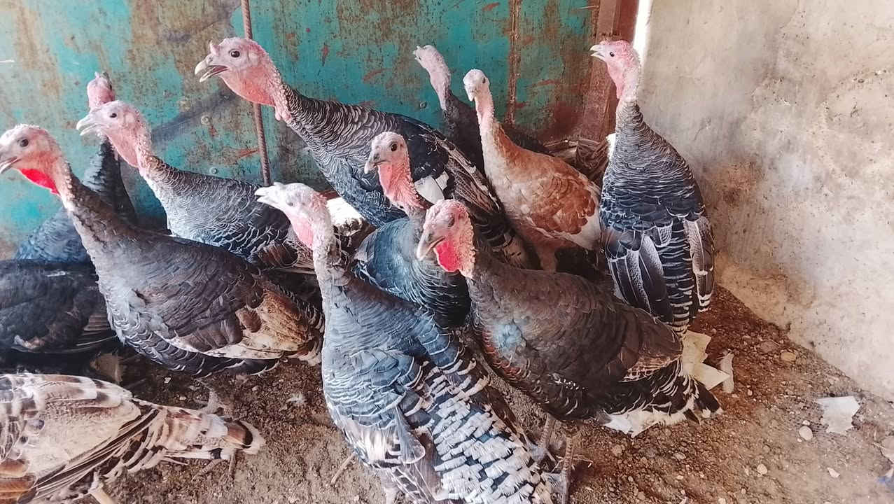 فسيفس عرب • شرط ١٥ • تكريت القادسيه