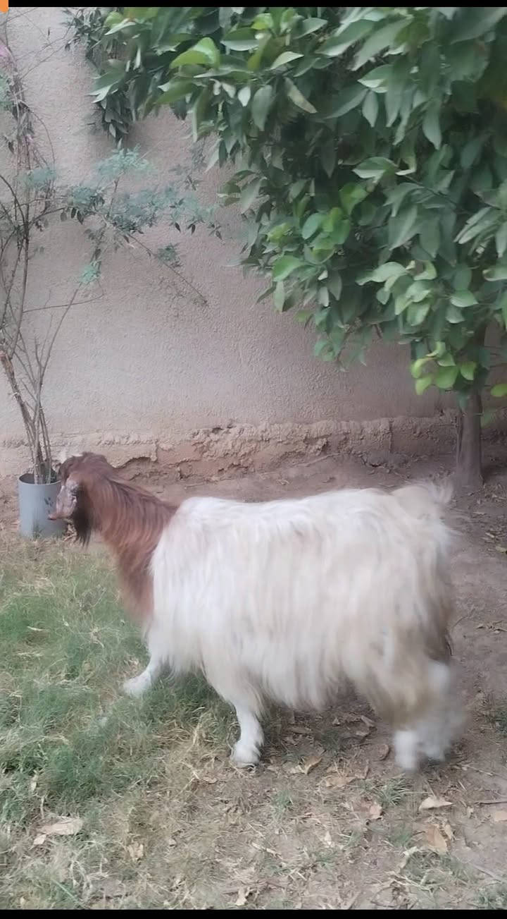 صخله اعشره 3 اشهر عل سونار
السلام عليكم بسم الله ما شاء الله
صخله شاميه اعشرة 3 اشهر ناصحه على كل عيب
السعر275

العنوان بغداد التاجي

***********  واتساب

***********  واتساب
