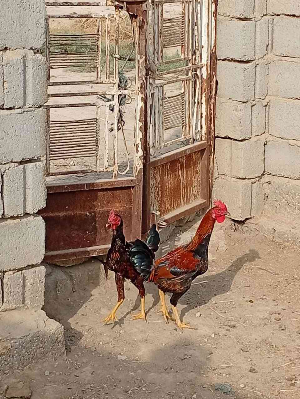 ديوجة • ٥ قطع • داخل الشوملي