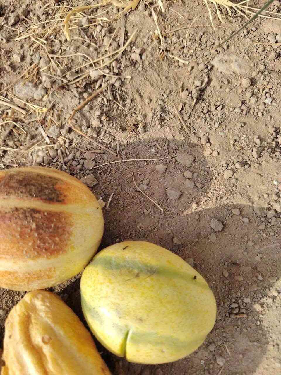 ناحية السديناويه • دونم ونص • ماء دايم