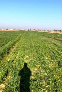 العزيزية • ٦٠ دونم • عقد ١١٧