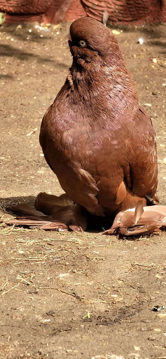 فحل • جاهز بيع • كربلاء الابراهميه
