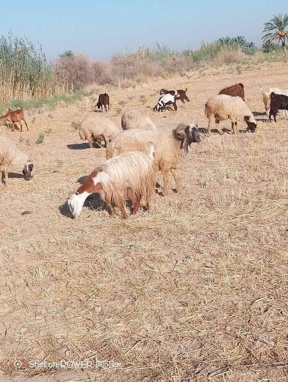 السلام عليكم  فحل غنم للبيع مكفول***********
