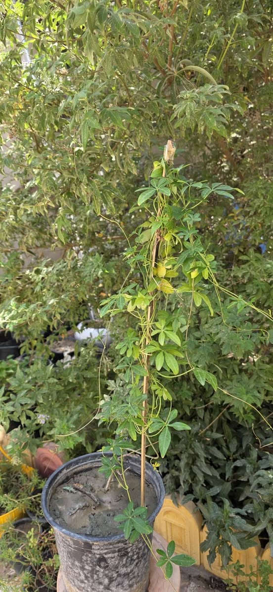 🔥🌿 خلي حديقتچ تتسلّق بالجمال! 🌿🔥

متسلق ست حسن وصل 😍
نبات يخلي الجدران والأسوار والتعريشات تتحول إلى لوحة خضراء تفتح النفس 💚🌱

✨ خضرة وجمال
✨ مناسب للتنسيق الخارجي
✨ مثالي للأسوار والمداخل والتعريشات
✨ ولمسة طبيعية تخلي المكان أرقى وأحلى

💥💥 السعر المفاجأة:
🌿 القطعة بـ ٣,٠٠٠ دينار فقط! 🌿

يعني بكلفة بسيطة تكدرين تبدين تسوين ركن أخضر يلفت النظر 😍🔥

📞 للطلب والحجز:
***********

🌱 لا تأجلين… النبات الحلو ينحجز بسرعة 🤍

نص مكتوب في الصور:
- حراج