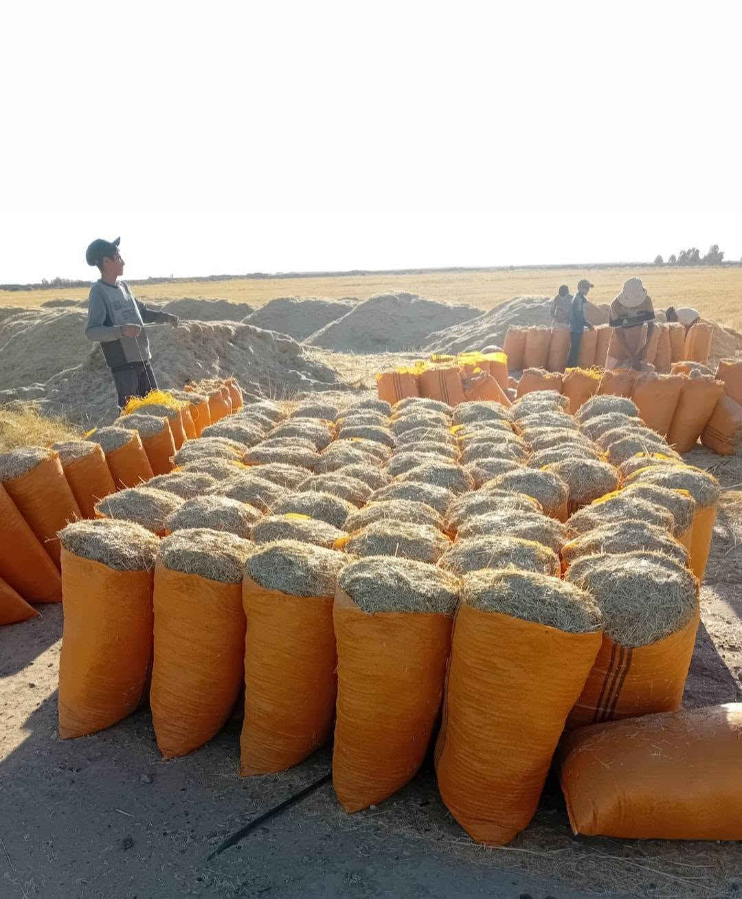 السلام عليكم تبن للبيع حجم الكيس أبو 60 سعر الزوج مطروح بالمكان 2500 ويوجد خدمة توصيل أجرة محافظات صلاح الدين بغداد الأنبار ديالى كربلاء بابل النجف والتواصل مراسلة الصفحة على المازنجر أو الواتساب أو الأتصال على الأرقام التالية *********** / ***********
