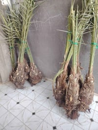 نخيل • برحي • بابل