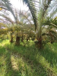 نجف مناذره • ٨ دونم • ٤٠٠ نخلة