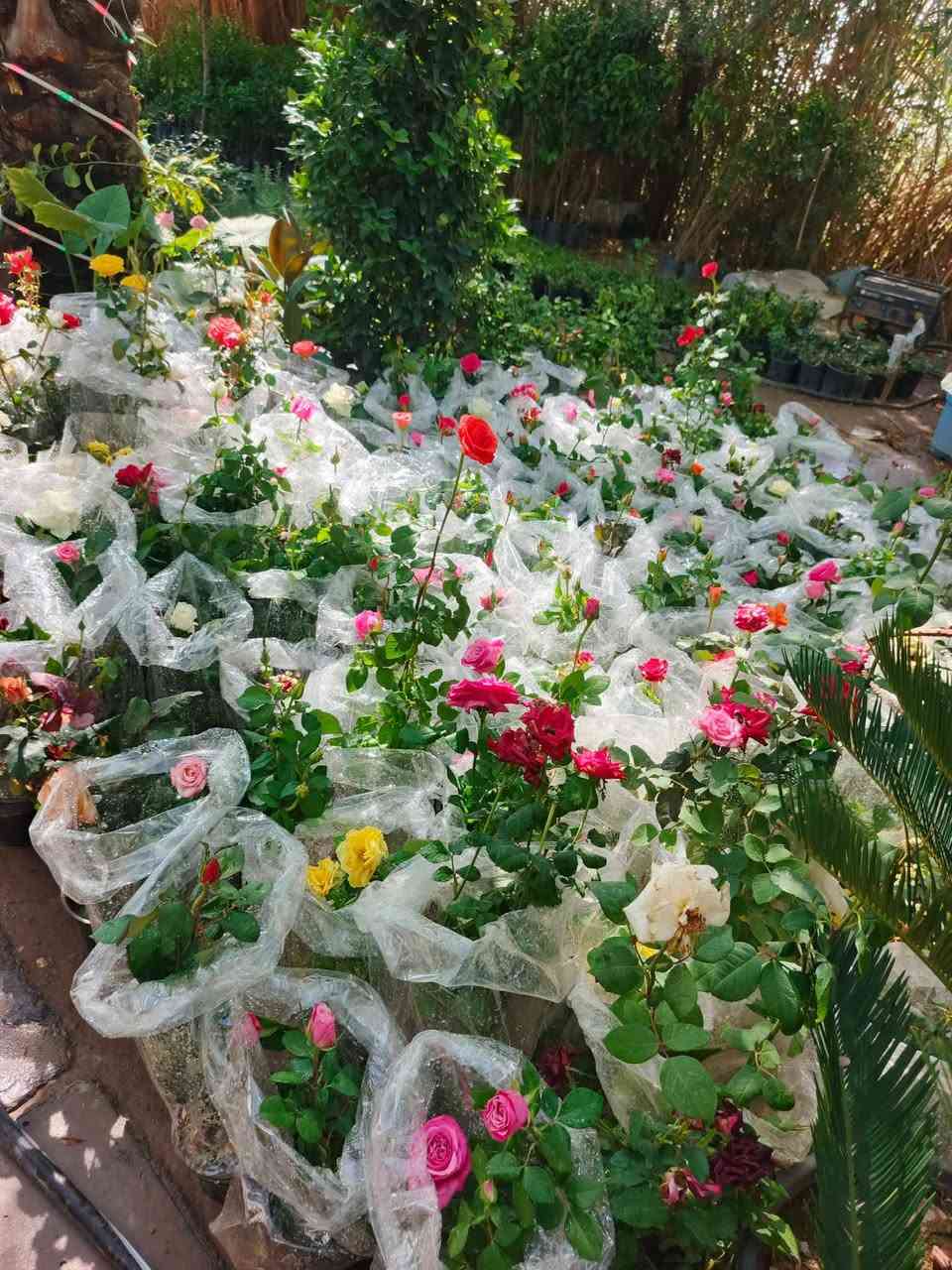 مشتل النورين • نباتات وزهور • واسط الصويره