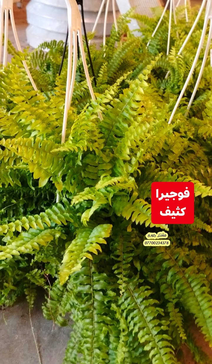 #على_بركة_الله_وتوفيقه 🌳🌳
وصول وجبة جديدة و مختلفة من النباتات الداخلية ظلية 👍🌳♥️

بانسب الاسعار و افضل الانواع 👍🌳❤️

مشتل جوري 🌳🌳

للأستفسار مراسلة الصفحة أو الاتصال على الرقم *********** + واتساب 

زورونا على عنواننا التالي 🍂🌸
صلاح الدين المجمع الدور السكني سوق الرابع
 مقابل مدرسة الريان // شارع قبل مدخل المدير العام 🌳🌳

نص مكتوب في الصور:
- عنكبوت متدلي مشتل جوري ***********
- لبلاب متدلي كثيف مشتل جوري ***********
- جلد النمر مشتل جوري ***********
- دراسينا خيطي مشتل جوري ***********
- فوجيرا كثيف مشتل جوري ***********