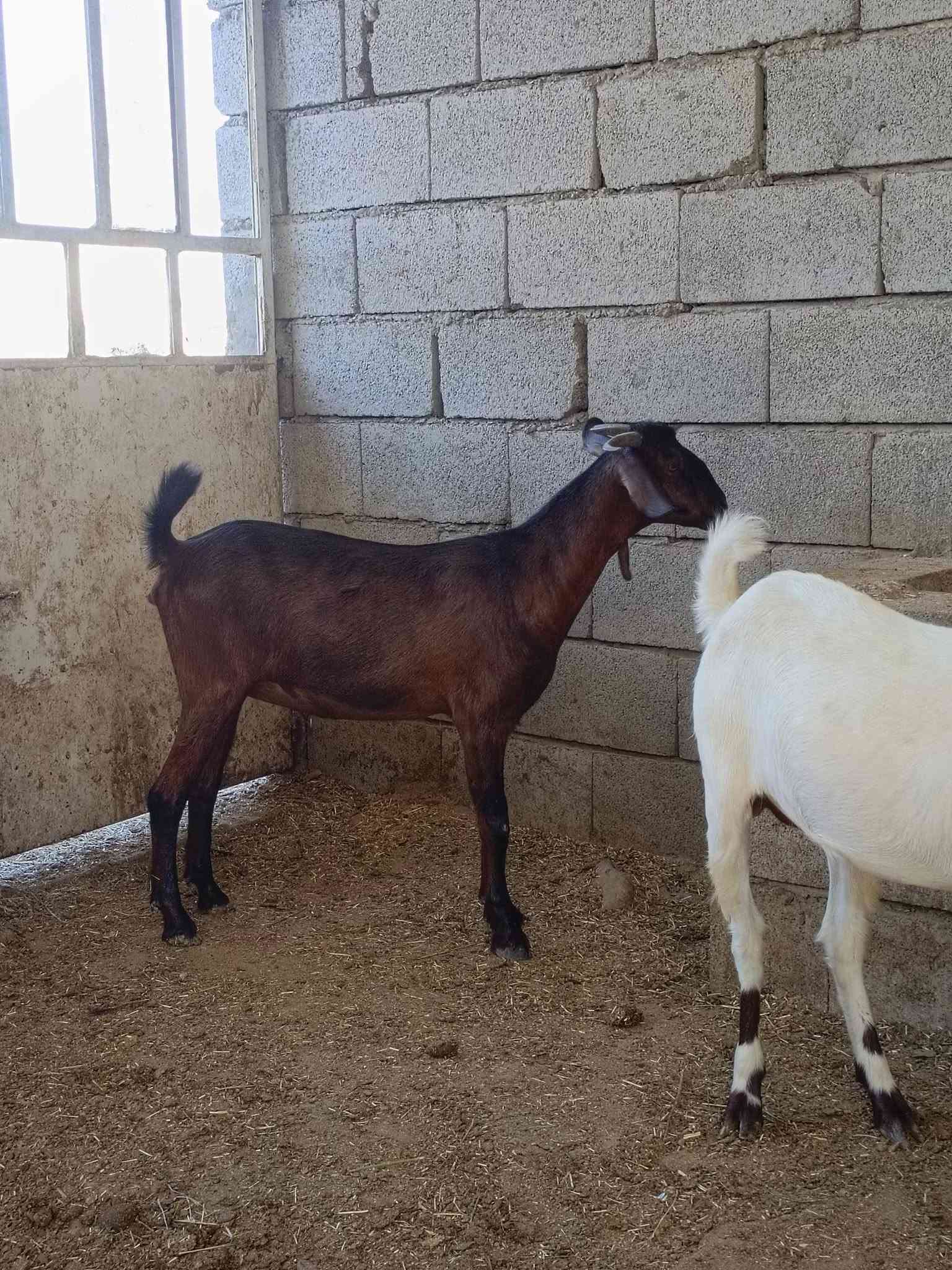 سلام عليكم
يوجد صخلات عشر العدد 3 غزاليات درجه اولى العنوان العلم الدبسه الخاص مفتوح من يرغب بالشراء يتصل 
ع ***********
ع ***********
موجود واتساب
