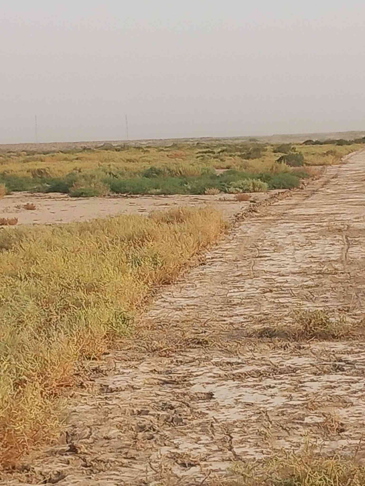 أرض زراعية • ١٠٠٠ دونم • الكوت طريق بدره